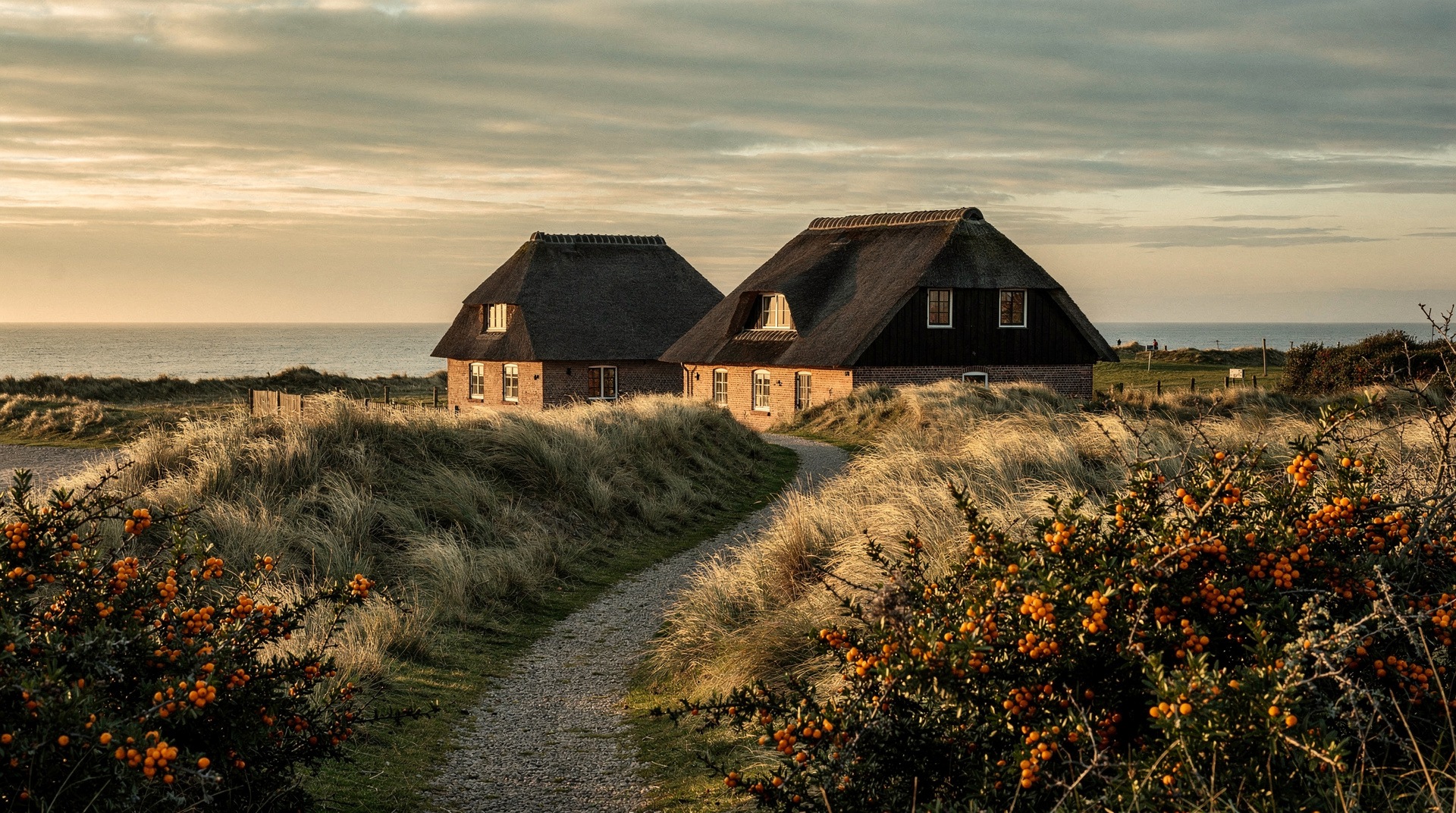 Reetgedecktes Haus auf dem Deich im Abendlicht, Sanddorn im Vordergrund